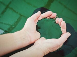 Lees meer over het artikel Spirulina kweken: best practices
