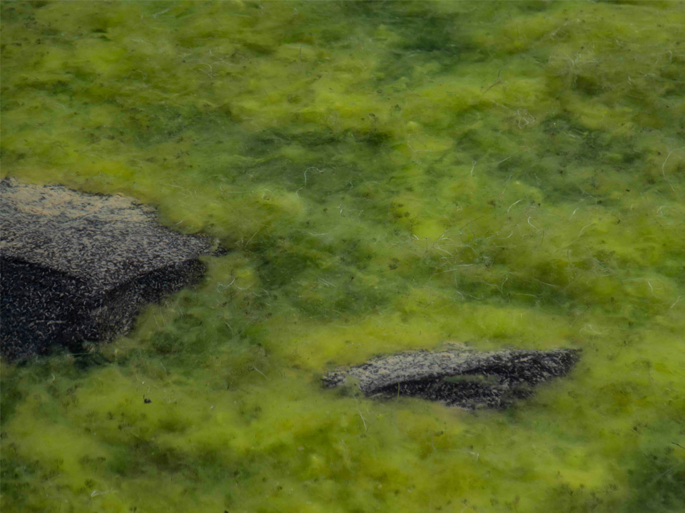 Lees meer over het artikel De rol van algen en fytoplankton in de mariene biologie: waarom ze belangrijk zijn